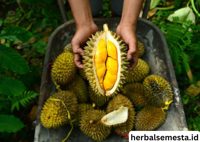 Kesehatan dan Risiko Konsumsi Duren Berlebihan