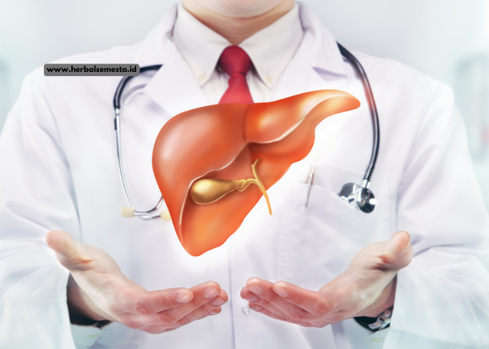 Kesehatan Hati: Pentingnya Menjaga Organ Vital dalam Tubuh
